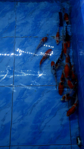 Local Sanke Koi/Ornamental fish/Freshwater/Readystock