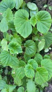 daun hariang segar / begonia muricata fresh 250 gram-az