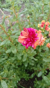 PORTULACA Cuttings- Cinderella and Pompom Varieties 10 + 2 free cuttings