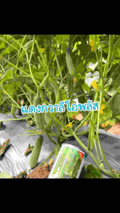 เมล็ดแตงกวาลีโอพลัสบรรจุ100กรัมดกขั้วเหนียวติดดอกดี