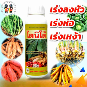 [2 แถม 1] ตราเงาะคู่ โตนิโต้ เร่งหัว เร่งห่อ เร่งราก เร่งเหง้า เร่งหัวมันสำปะหลัง