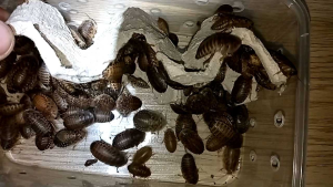 Dubia Roach 1.5 - 2.5cm 215pcs