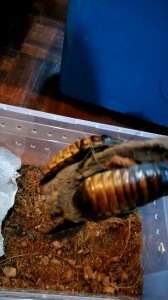 MadagascarHissingRoaches(Adult)