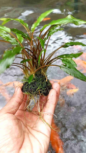 Cryptocorine wenditi green tanaman Aquascape Hiasan Aquarium