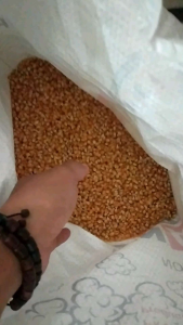 Jagung Popcorn 1 Karung: Snack Popcorn Alami Untuk Acara Keluarga