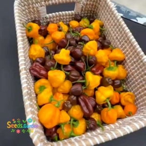 10 BUTIR BIJI/BENIH CABE JAMAICAN YELLOW MUSHROOM