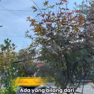 [Virladia Seeds] Biji Benih Pohon Maple Merah