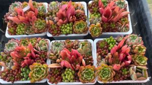 #กุหลาบหิน #ไม้อวบน้ำจัดเซตคละสายพันธุ์ Mix succulent  🌸โปรดอ่านรายละเอียดก่อนสั่งนะคะ🌸 - กุหลาบหินจัดเซตมีหลายชนิดใน 1 กระถาง มีหลากหลายแบบให้เลือก  - รดน้ำ 3-4 วัน/ครั้ง วางในที่ได้แดดช่วงเช้า หรือใต้สแลน ประมาณ 2-4 สัปดาห์ รากก็จะเริ่มงอกค่ะ  🚚 จัดส