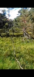 Pikat kijang/pipit Kijang deer call