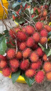 Agro City Rambutan FruitMax | Baja Khas Rambutan Berbuah Lebat | Buah Lebih Besar | Higher Yield