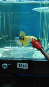 (Same as photo) Ykc/Bumblebee Betta Fish Ikan Laga show Gred Premium