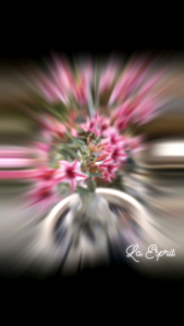 Adenium obesum Plant 富贵花/沙漠玫瑰 Random Color