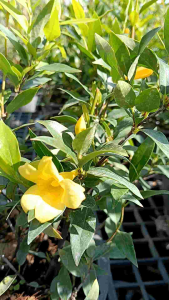 จัสมินเหลือง กระถาง 8 นิ้ว ดอกหอมเลี้ยงง่าย (กทม)