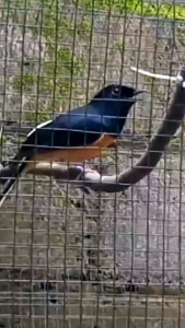 Voer/Pur Murai. Pur Kicau Burung Murai. Jalak Kutilang Kacer Trucuk Cucak Ijo Dll. Pakan Makanan Burung Berkicau.