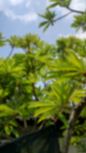 Pokok mamey sapote ciku gergasi印尼品种 特大