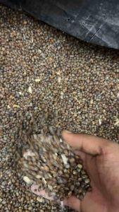 Feluddana (Horse Gram 1 Kg) Imported From Myanmar