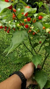Biquinho Red Pepper Seeds Capsicum Chinense - Small red peppers with green stems ideal for outdoor gardening.