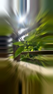 Anak pokok Bunga Tongkeng/Live plant Telosma cordata/夜香花树苗