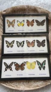 เฟรมรวมผีเสื้อ 12 ตัว ผีเสื้อสต๊าฟ งานไอเดีย แมลงเพื่อการศึกษา กรอบไม้ กล่องแมลง ของแต่งบ้าน ของสะสม ผลิตและจัดจําหน่าย