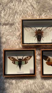 กล่องแมลงรวม3จั่น แมลงสต๊าฟ ผีเสื้อสต๊าฟ งานไอเดีย แมลงเพื่อการศึกษา กรอบไม้ กล่องแมลง ของแต่งบ้าน ของสะสม ผลิตและจัดจำหน่าย พร้อมส่ง