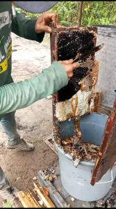 Madu Asli Murni kemasan 320 Gram Asli Lebah Apis Mellifera 100 ℅ Murni Bisa COD