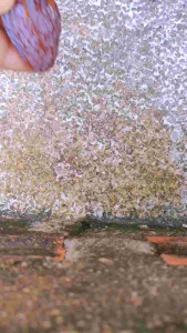 อินทผาลัม เมดจูล เกรดพรีเมี่ยม