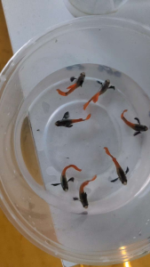 DUMBO BIG EAR REDTAIL GUPPY Vietnam line READY BREED TOP GRADE
