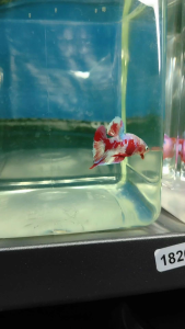 (Same as photo) Barongsai Betta Fish Size M Ikan Laga Show Gred Premium
