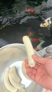 Vi sinh hồ koi 250 g xử lý 200 khối nước