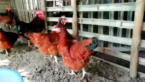 ไข่เชื้อไก่พันธุ์ไข่สายโรดแดง พันธุ์โรดไอส์แลนด์เรด (ชุด 5 ฟอง)