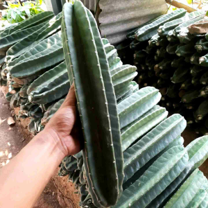 TANAMAN HIAS KAKTUS KOBOI / CAKTUS COBOY