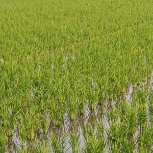 BENIH PADI CIHERANG BERUANG/ CBR BERSERTIFIKAT LABEL UNGU KEMASAN 5 Kg