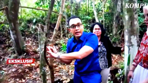 TEH BAJAKAH MERAH ISI 30PCS 100% ORIGINAL ASLI KALIMANTAN