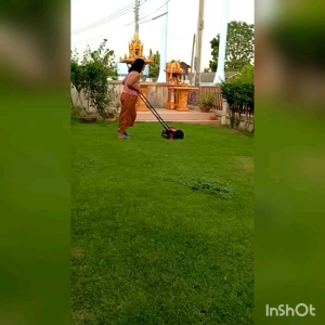 Reel Mower รถตัดหญ้า รุ่น2ล้อสีแดง ไม่ใช้ไฟฟ้า-น้ำมัน สำหรับหญ้าสูง2-5ซม.มีรอบการตัด1-2ครั้ง/wk เหมาะสำหรับหญ้าทุกสายพันธ์