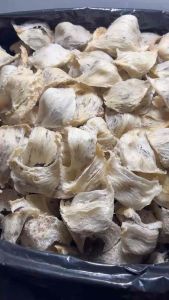 HỘP 50-10gram TỔ YẾN THÔ BÁNH MÌ TAI TO BỤNG DÀY SƠ MƯỚP VẪN CÒN LÔNG NHÀ NUÔI TỰ NHIÊN 100% nguyên chất tặng kèm nhíp và gia vị chưng cất