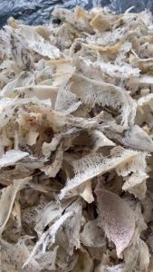 HỘP 50-100gram TỔ YẾN THÔ BỊ VỠ BỄ TỔ MẢNH TO VẪN CÒN LÔNG NHÀ NUÔI TỰ NHIÊN 100% nguyên chất tặng kèm nhíp và gia vị chưng cất