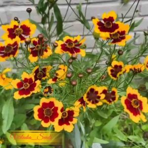 [Virladia Seeds] 250 Biji Benih Bunga Plains Coreopsis