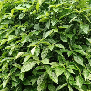 Daun Pecah Beling fresh / Segar 200 keping daun