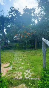 Hồng treo gió Đà Lạt Hộp 500g FL-HT1 Hồng treo LÊ PHÚC dẻo ngon mật ngọt tự nhiên Hồng trứng ít hạt treo 30 ngày