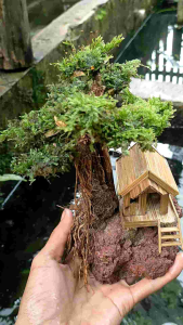 Miniatur Pohon Bonsai Aquascape: Desain & Tumbuhan Aquarium Kecil