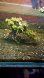 hiasan aquarium pohon bonsai tree on a stone doyong untuk aquascape aquarium siap bonus moss
