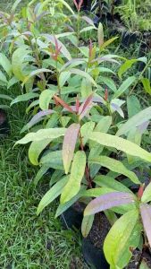 ต้นผักติ้วหรือผักแต้ว สูง60-80ซม. ผักแกล้ม ปลูกรับประทาน ผักติ้ว ผักติ้ว รับประทาน - Lazada