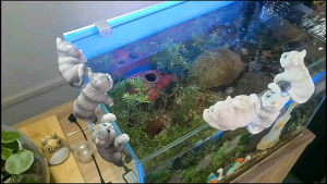 Dekorasi aquarium ornamen kucing hiasan aquarium