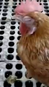 PROSPEC Tablet for gamefowls