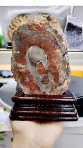 Natural Madagascar High Gred Petrified Wood/Tree Jade Slice Ornament MPT03