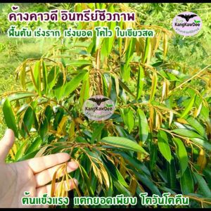 ปุ๋ยทุเรียนเล็ก ค้างคาวดี(ของแท้)150มล เร่งต้นโตไว ฟื้นต้นโทรม เร่งแตกยอด ใบเขียวสดมันเงา F1D-150ML