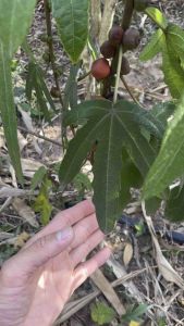 Hoàng kì nam hạt giống (5 lá) tặng 3 quả giống an xoa tím