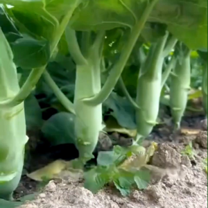 (KEMASAN PREMIUM) BIJI | BENIH SAWI KAILAN DRUMSTICK