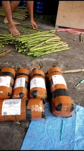 bibit stek telo PAPUA per 10 batang campur tua muda besar kecil 20 cm