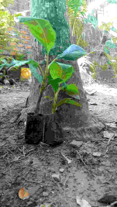 Cây giống chuối bàn tay phật